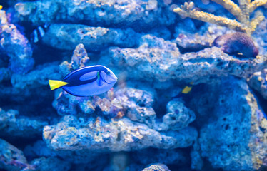 Tropical fishes on the coral reef