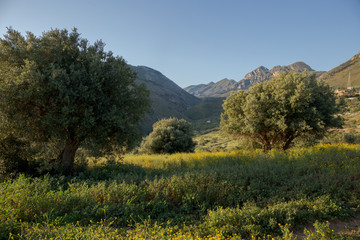 Fototapeta premium sizilianische Hügellandschaft im Frühling