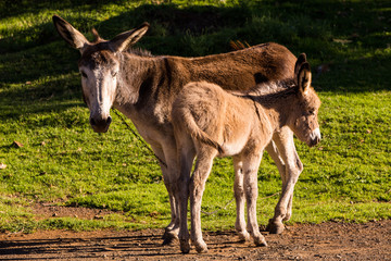 Donkeys