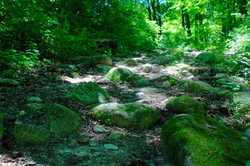 Fototapeta na wymiar Mossy Rocks on a Sunlit Path