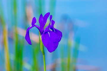 purple iris