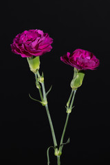 two pink roses isolated on black background