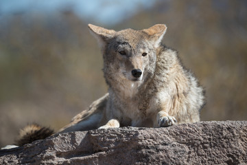 coyote sitting on rock in the desert - Powered by Adobe