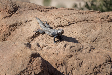 lizard on rock in desert