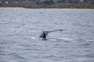 Humpback whale tail diving in front of Phillip Island in Australia