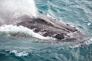 Fototapeta premium Humpback whale blowing water out at the surface. The whale has a lot of barnacles on its head.
