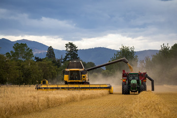 A combine harvester unloads its grain into a truck in the summer harvest