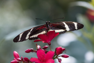 Red and black butterfly on red flower