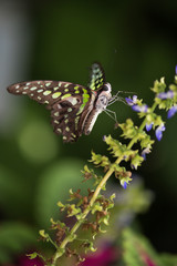 Green butterfly macro on purple flower