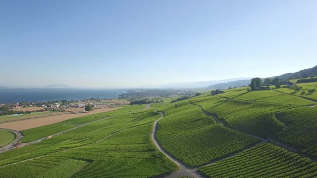 4K ungraded Aerial footage of Vineyard fields between Lausanne and Geneva in Switzerland -UHD