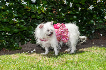 Small white Maltese dog looking pretty in her flower print dress.