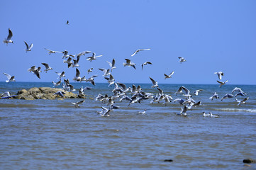 Seagulls fly in free
