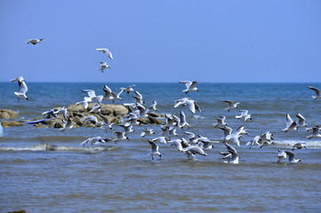 Seagulls fly in free