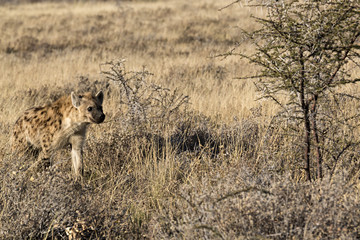 Hiena en el parque nacional de Etosha, Namibia (África).