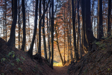 bayerischer Wald im Herbst in Franken, Deutschland