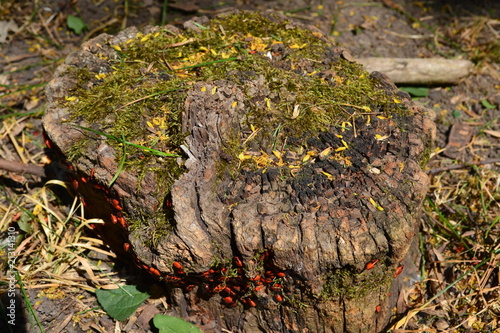 Tree Old Stump Beetles Mown Grass Nature Moss Green