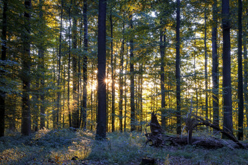 Bayerischer romantischer Herbstwald