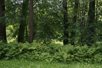 forest