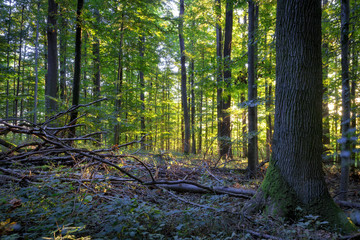 Bayerischer romantischer Herbstwald