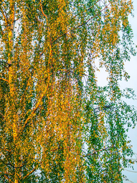 autumnal birch trees