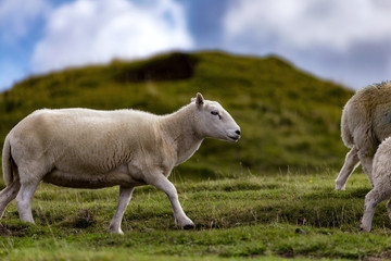 Obraz na płótnie Canvas Schafe von Wales