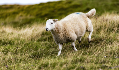 Obraz premium Schafe von Wales