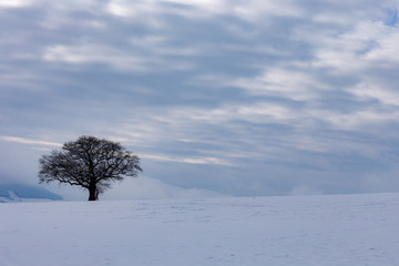 Fototapeta na wymiar bayerische Winterlandschaft mit Schnee