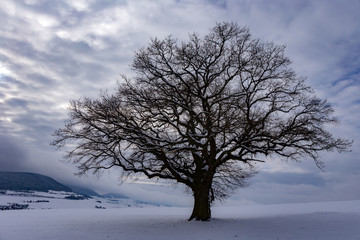 Fototapeta na wymiar bayerische Winterlandschaft mit Schnee