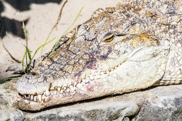 Fototapeta premium Head of crocodile with huge sharp teeth close-up