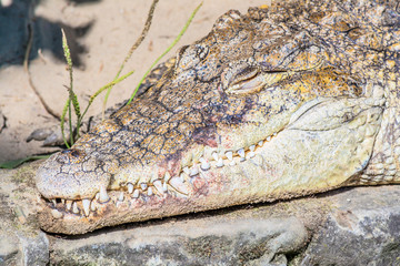 Head of crocodile with huge sharp teeth close-up