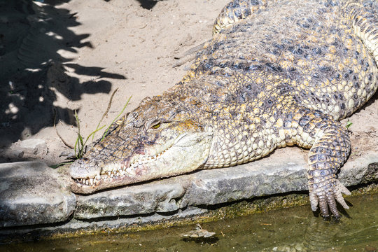 Crocodile close-up lies near water on river, lake in nature