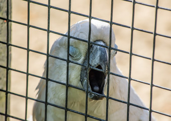 White Cockatoo Parrot in a cage in the zoo
