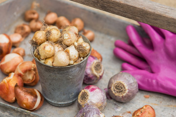 A zinc container and garden trug with fall bulbs to be planted