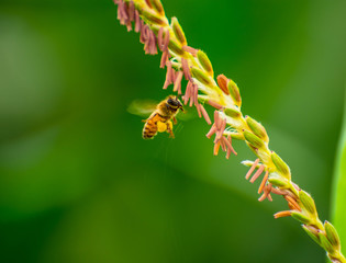 The bee is flying for nectar.