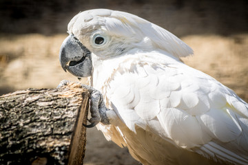 White parrot cockatoo with a cheerful mood close-up. Sulphur-crested Cockatoo closeup.