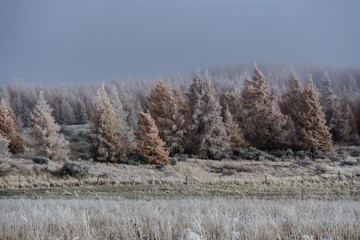 Winter trees