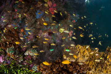 Fototapeta na wymiar Colorful Reef Fish and Reef in Raja Ampat