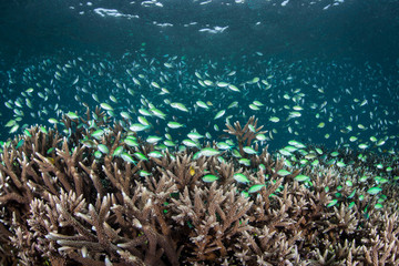 Fototapeta na wymiar Blue-Green Damselfish and Fragile Coral Reef