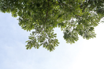 A low background leaves plenty of rain tree.