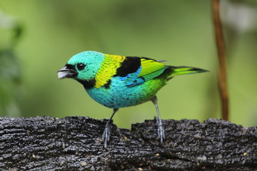 Sete cores passáro