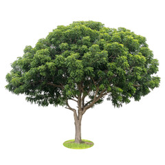 Isolate the neem tree leaves, green fertile.