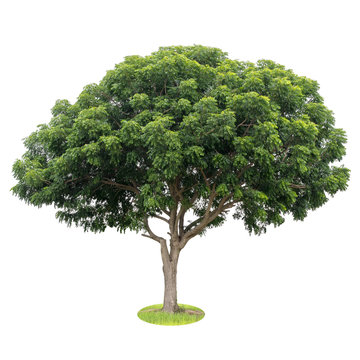 neem tree images