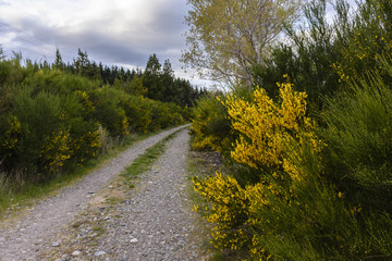 Patagonia spring trail