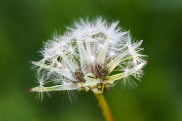 Macro of dandelion blooming in sunlight