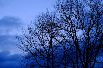Silhouette of tree branches against the blue sky of twilight