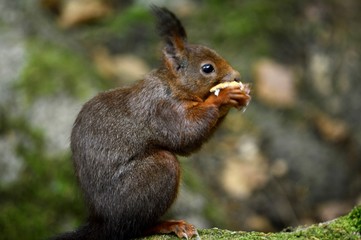 Squirrel eating peanut