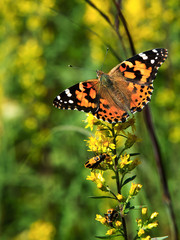 015-butterfly-wdsm-09x12-001-350-1399