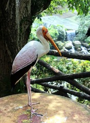 Yellow-Billed Stork (Mycteria Ibis) Also Known As A Wood Stork or A Wood Ibis