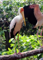 Yellow-Billed Stork (Mycteria Ibis) Also Known As A Wood Stork or A Wood Ibis