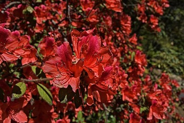 A close-up picture of several blood-red flowers from a bush